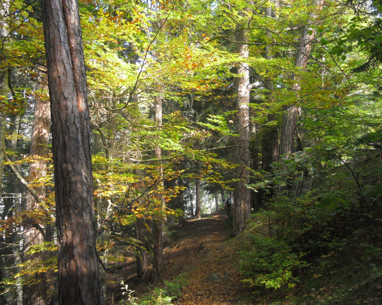 Лес на курорте Тельфс-Бюхен, Австрия