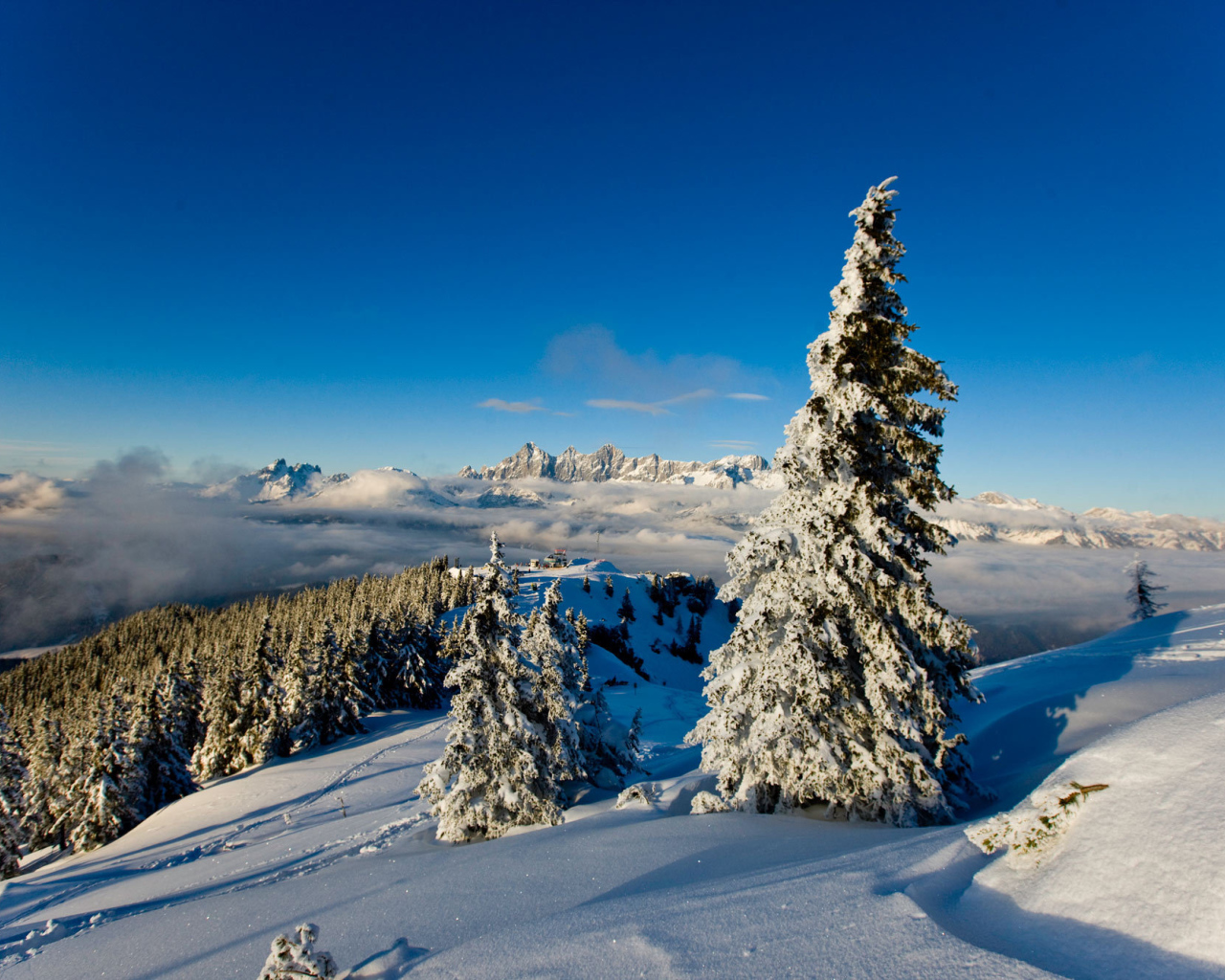 Заснеженная ель на горнолыжном курорте Шладминг, Австрия