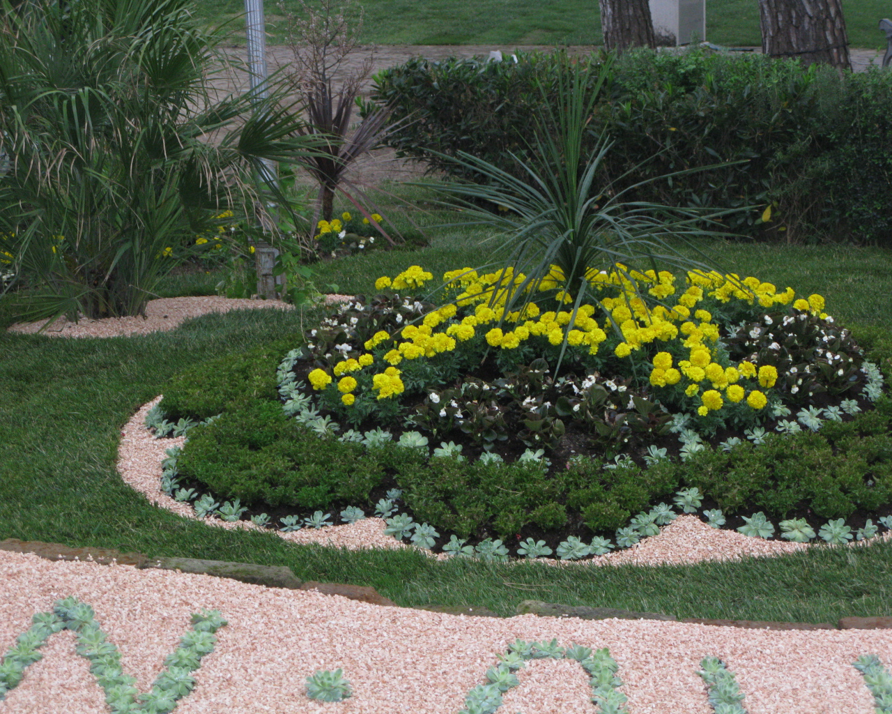 Желтые цветы на курорте Баден, Австрия