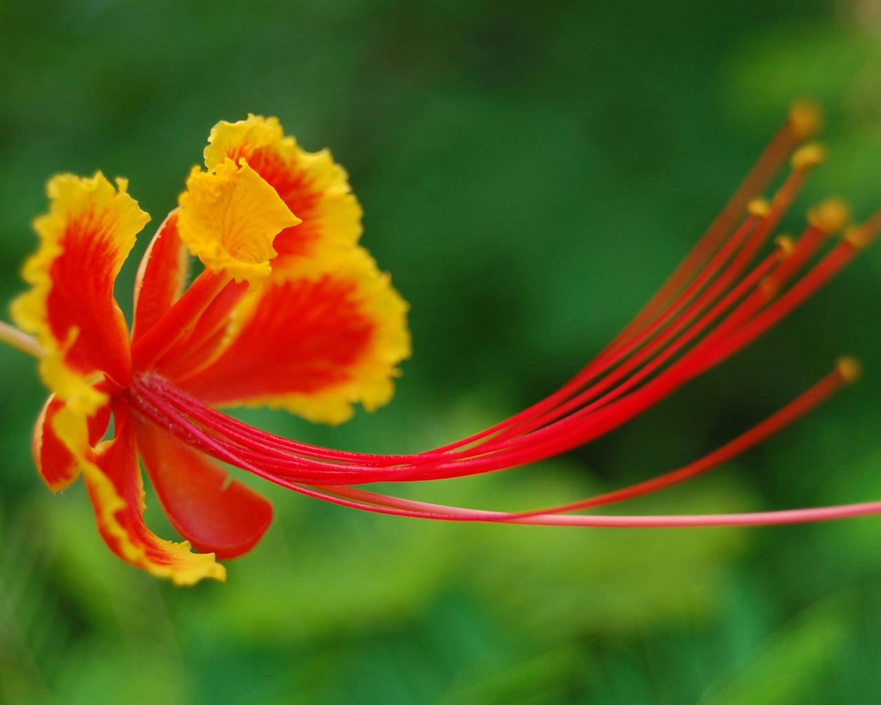 Красивый цветок в Барбадосе