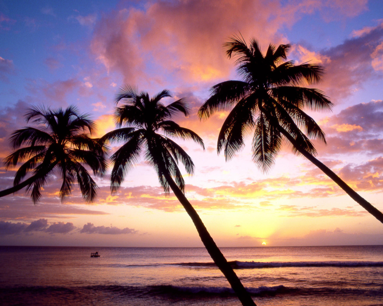 Три пальмы в Барбадосе