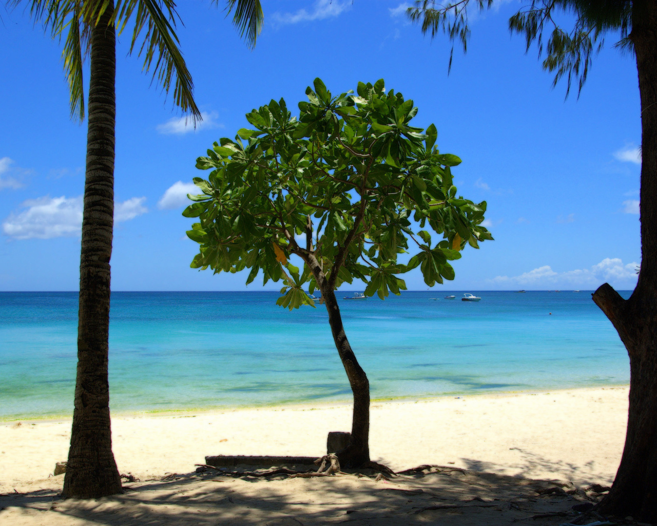Дерево в Барбадосе