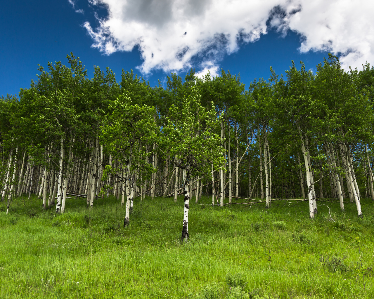 Альберта, Канада