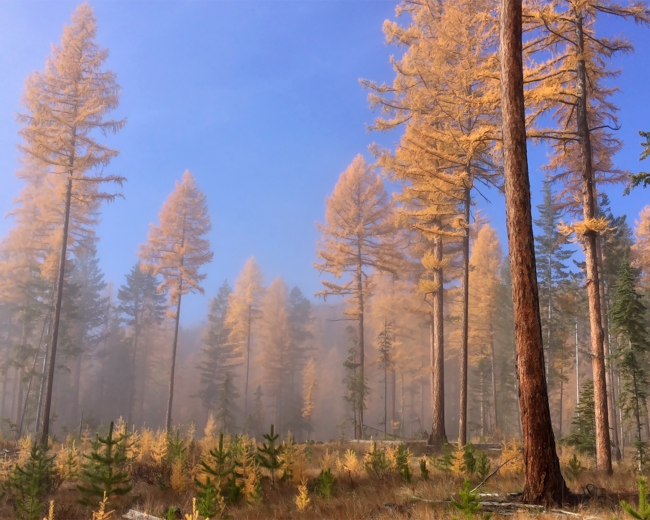 Доисторические леса, Британская Колумбия, Канада