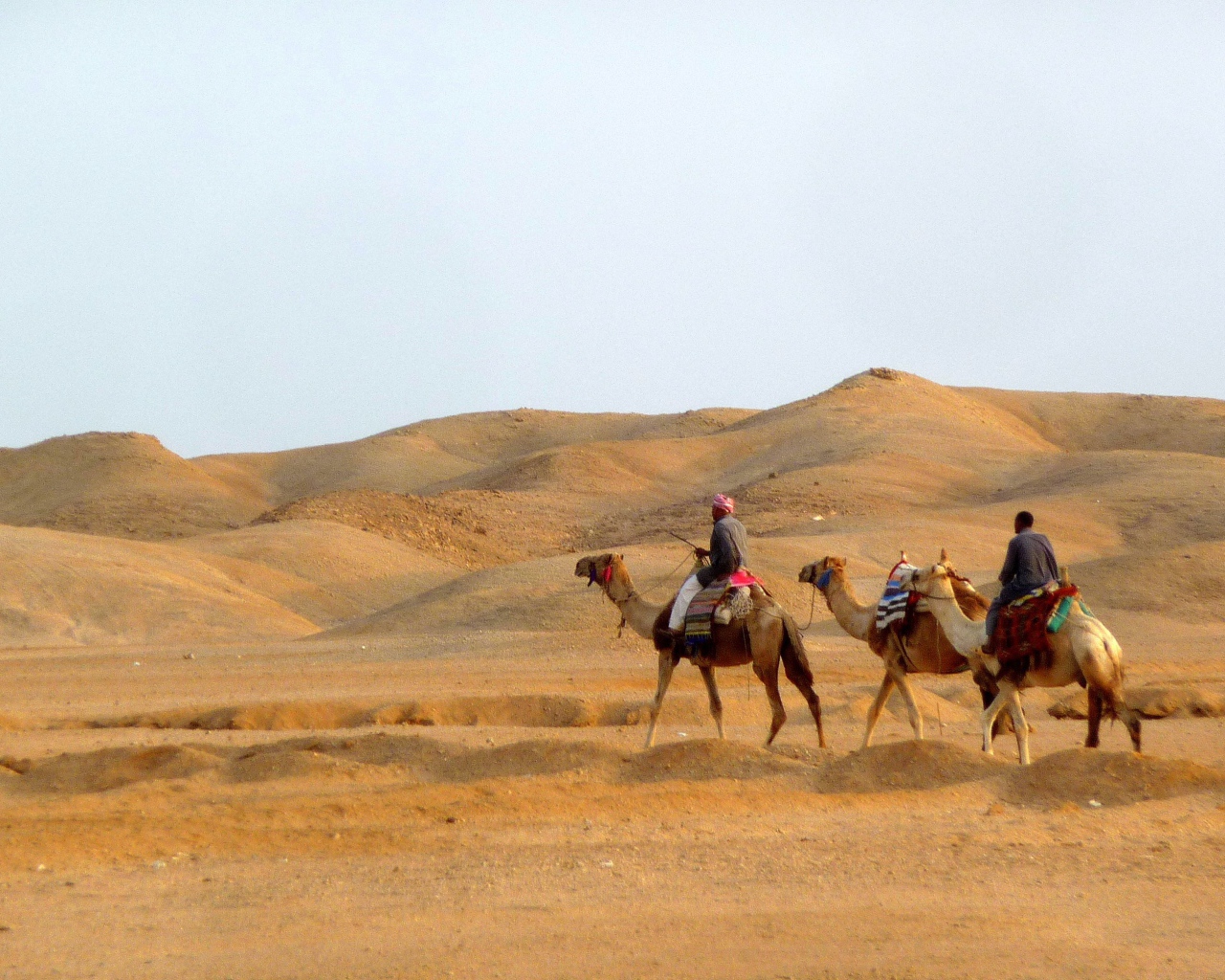 Прогулка на верблюде на курорте Эль Кусейр, Египет