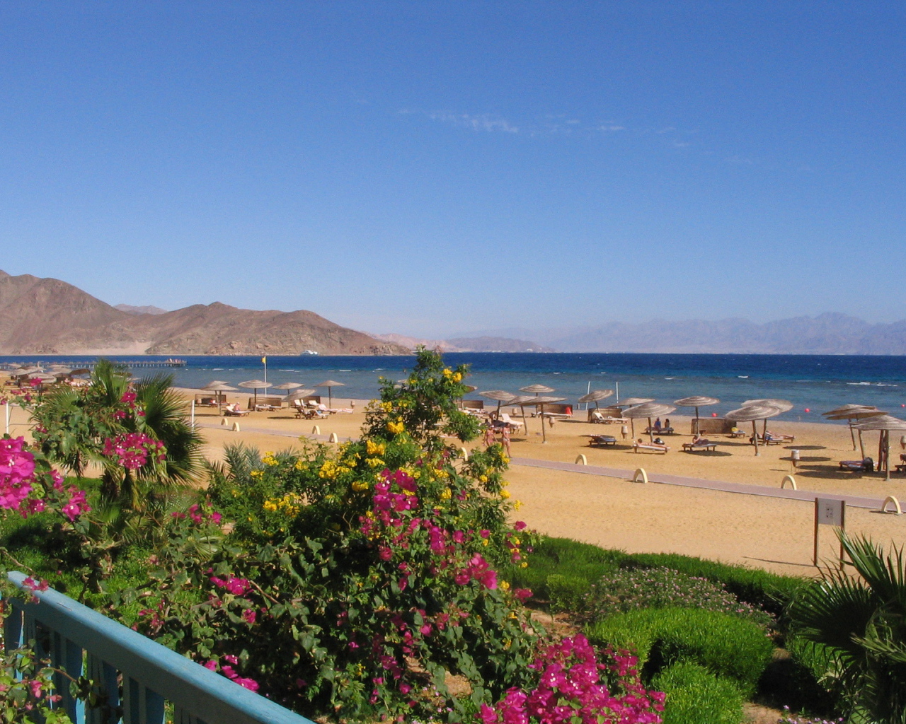 Цветы на пляже на курорте Таба, Египет