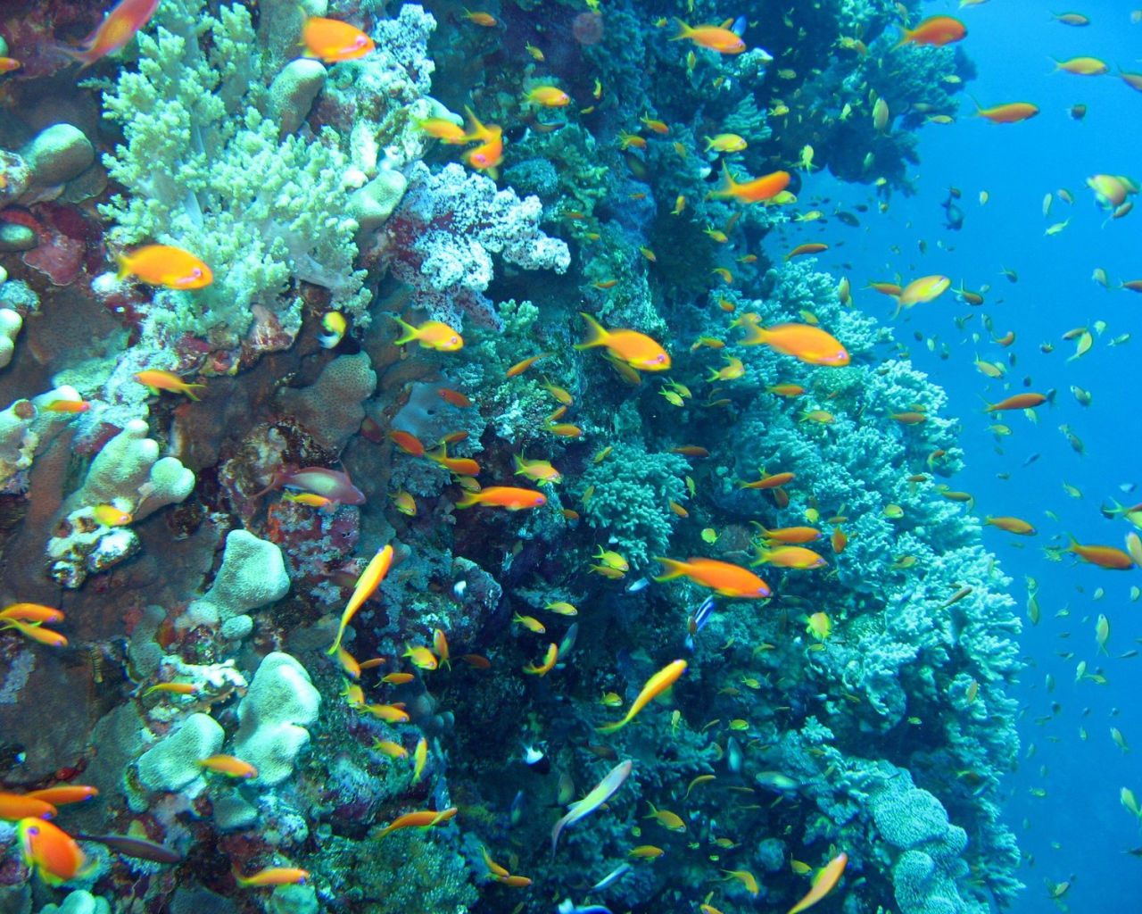 Морские красоты на курорте Марса Алам, Египет