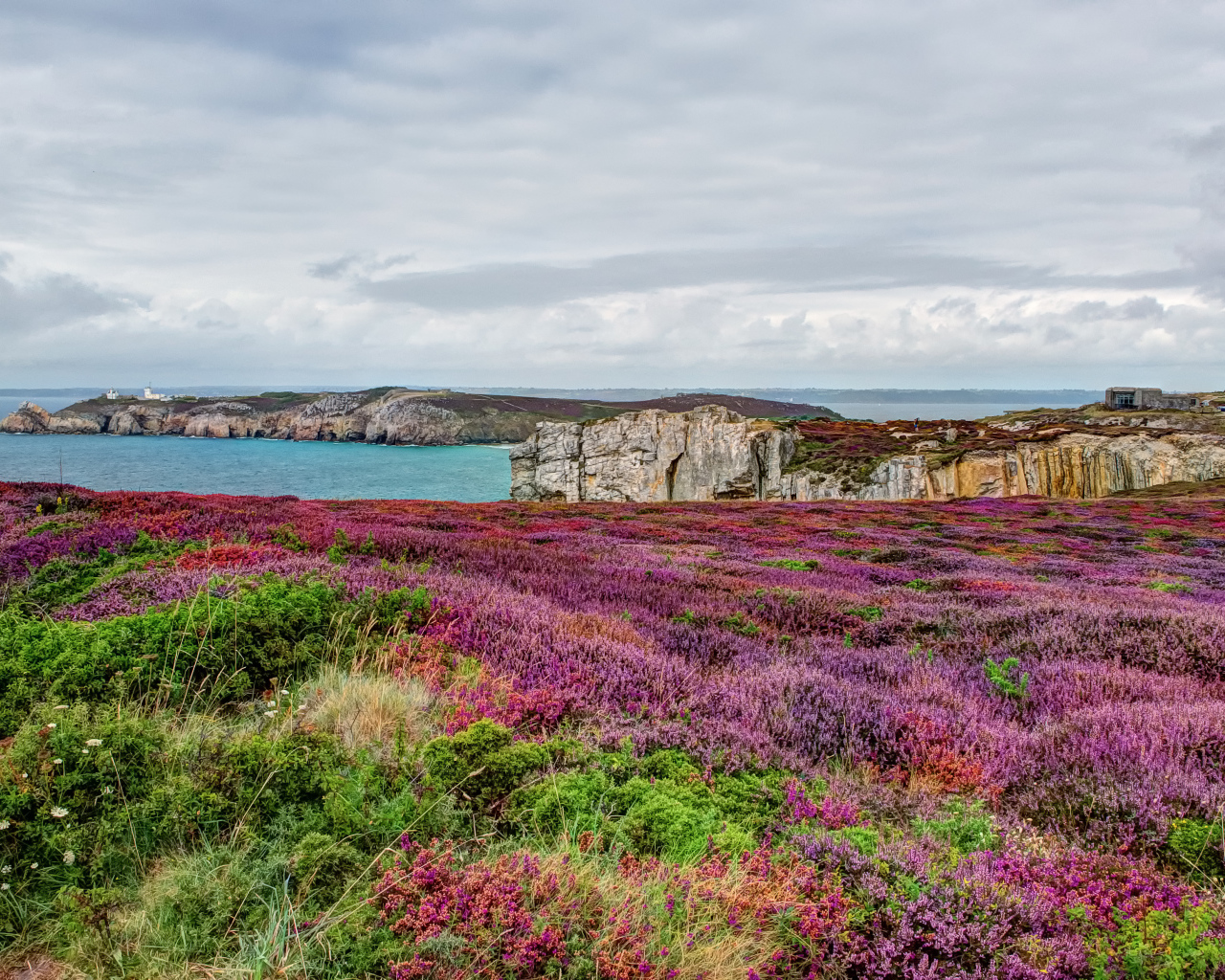 Цветущие поля в Бретань, Франция
