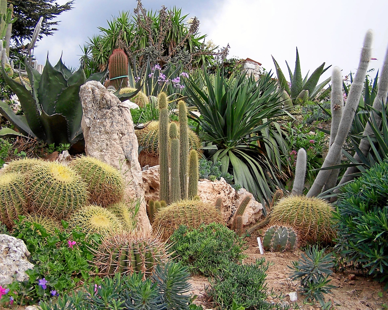 Кактусы на курорте Эз, Франция
