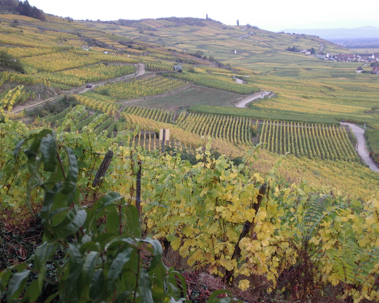 Бескрайние виноградники в Эльзасе, Франция