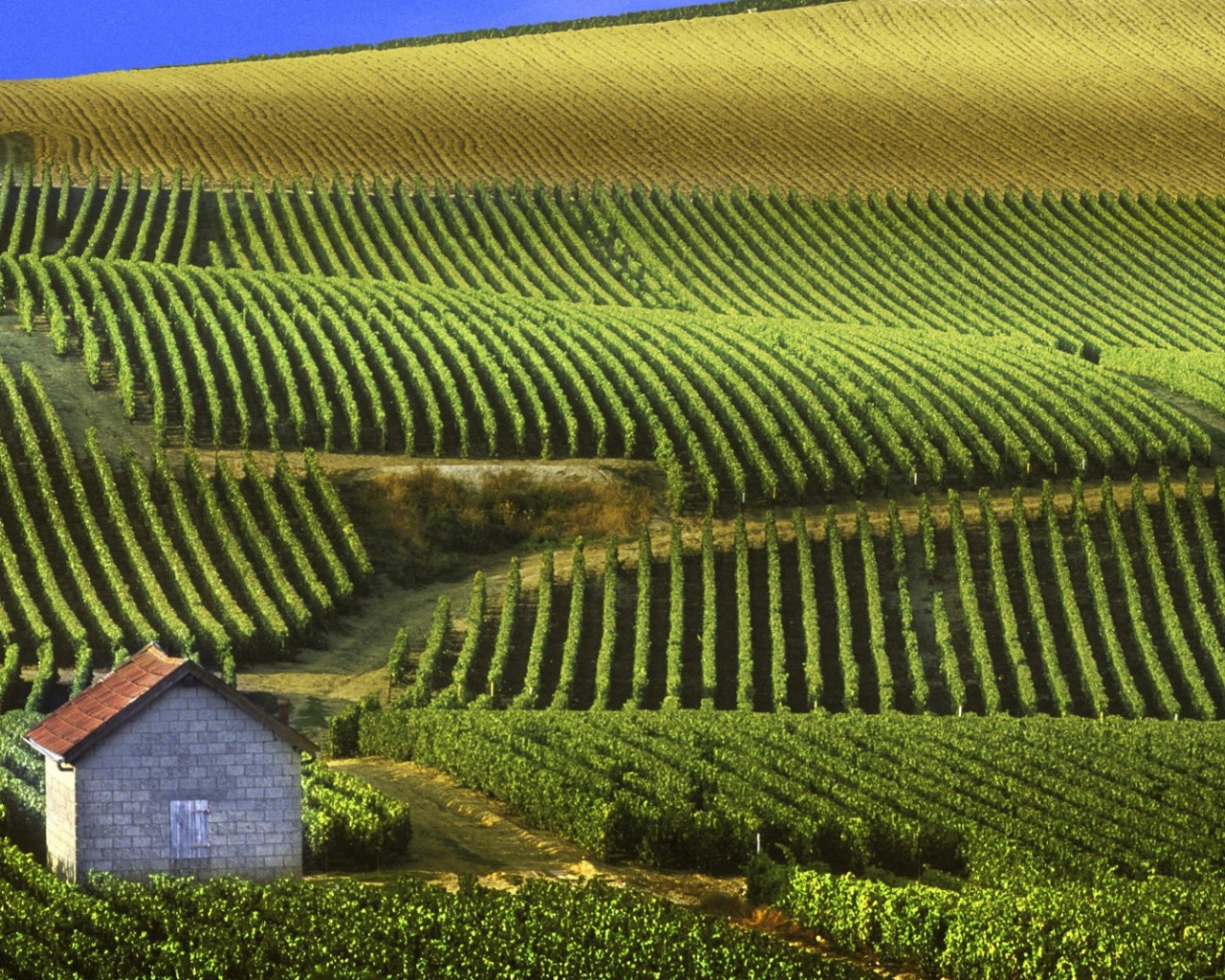 Бескрайние виноградники в провинции Шампань, Франция