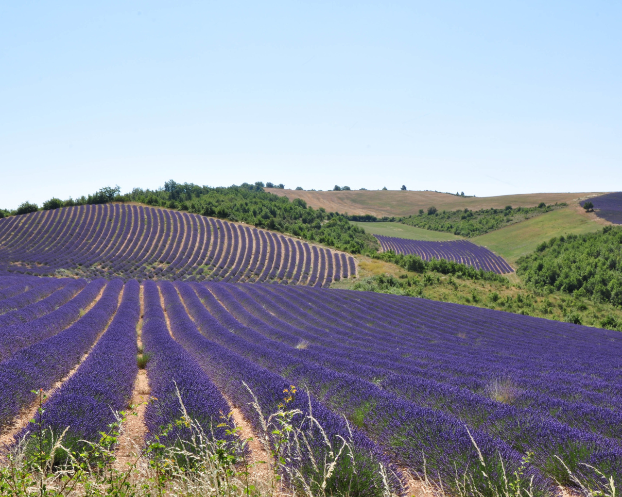 Лавандовые поля в Провансе, Франция