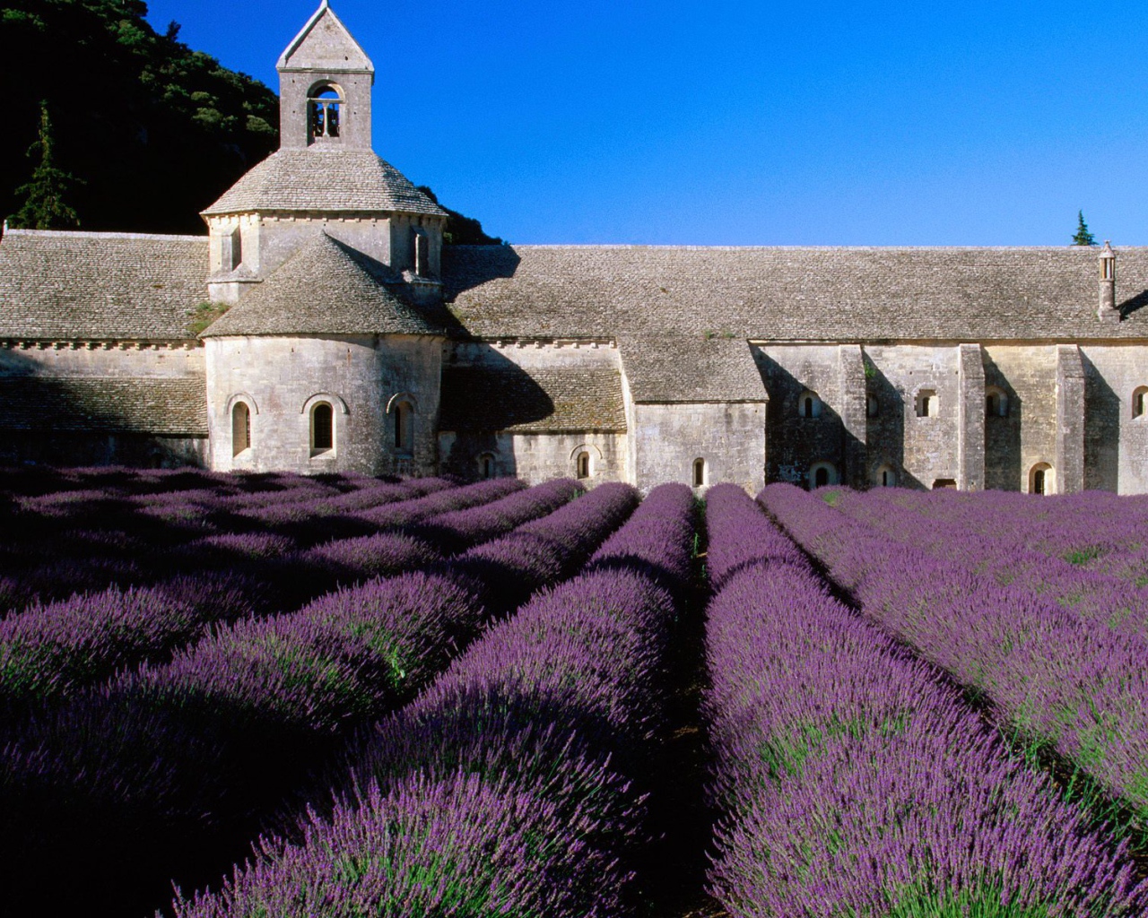 Лаванда на фоне замка в Провансе, Франция