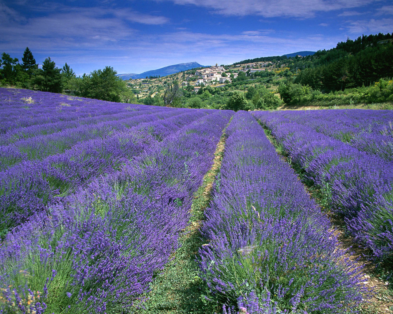 Лаванда на фоне города в Провансе, Франция