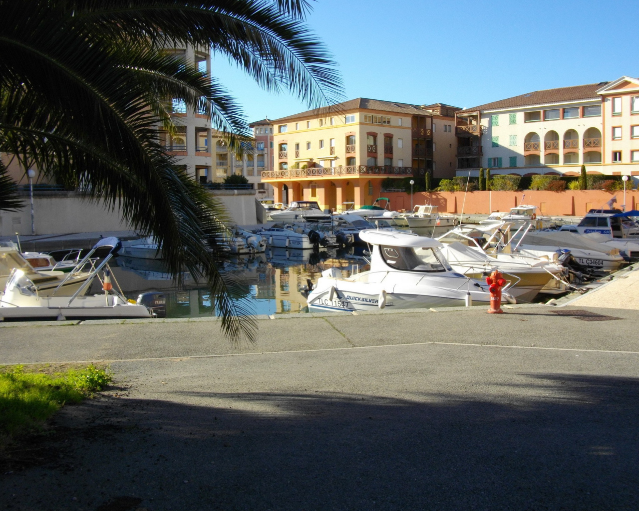 Пальма в порту на курорте Порт Де Фрежюс, Франция