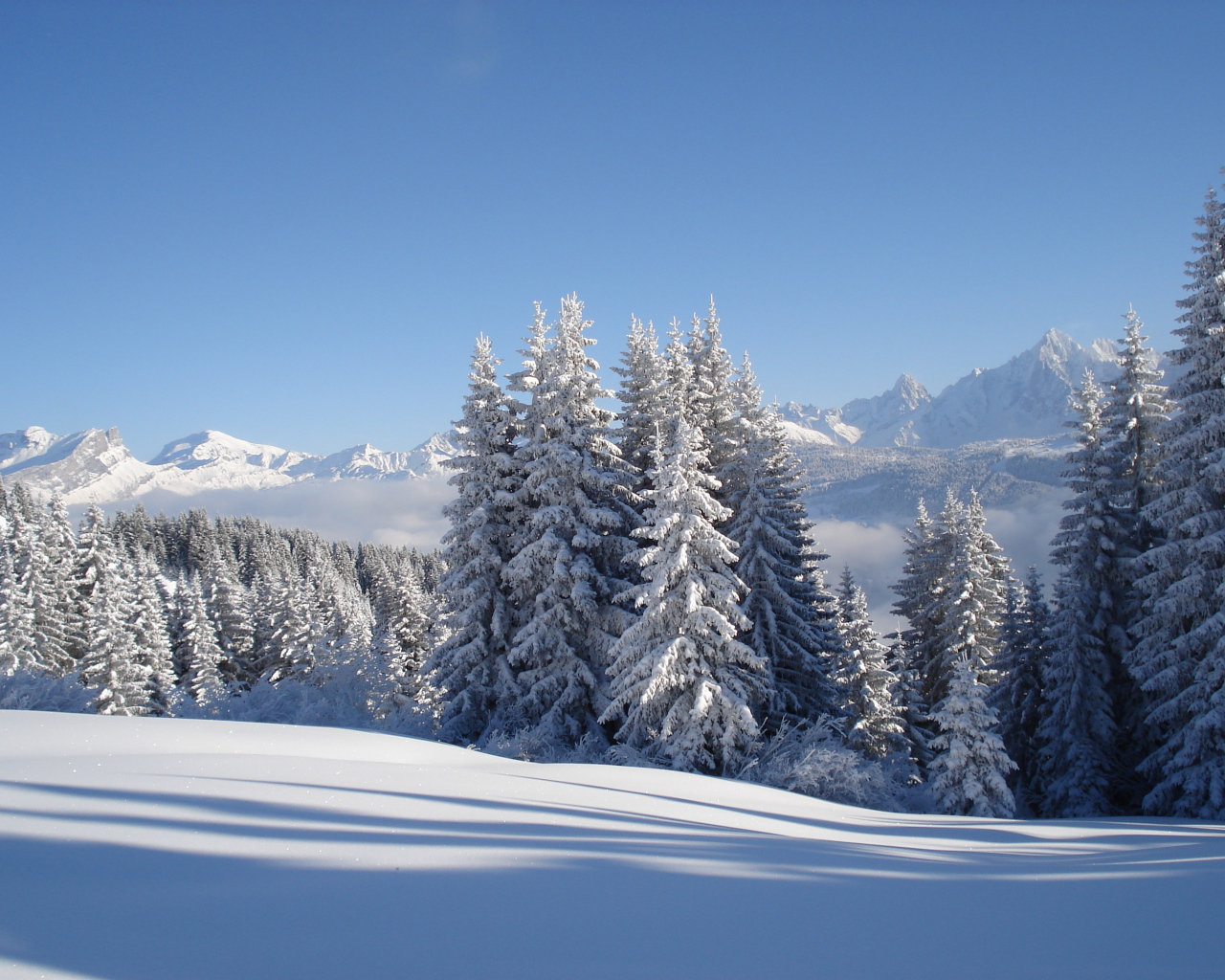 Заснеженные ели на горнолыжном курорте Межев, Франция