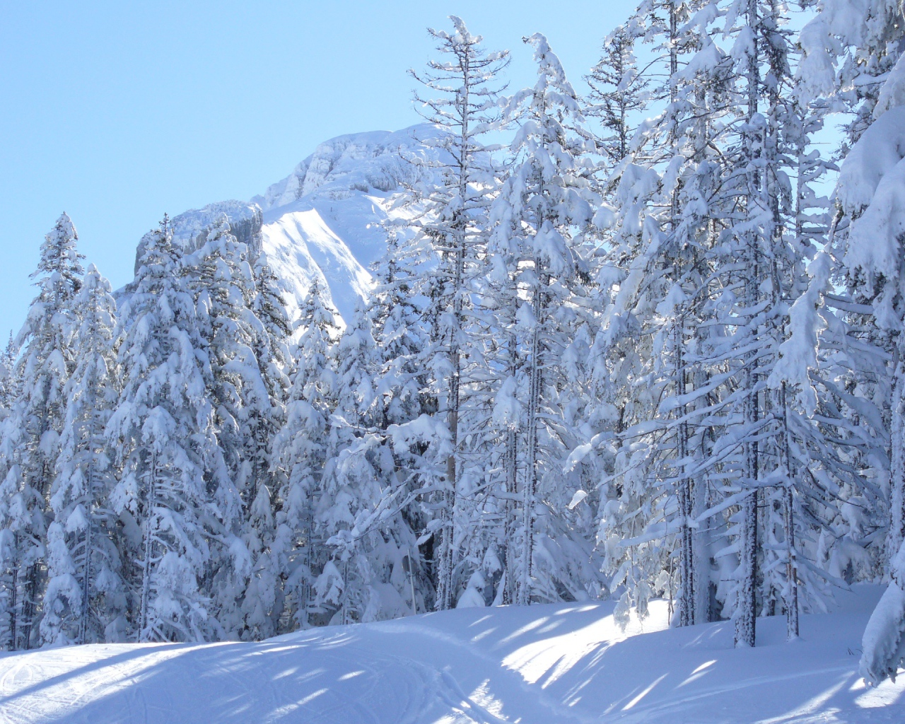 Заснеженные ели на курорте Виллар-де-Ланс, Франция