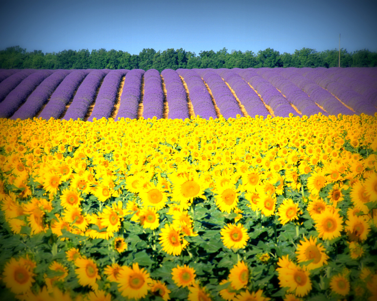 Подсолнухи в Провансе, Франция