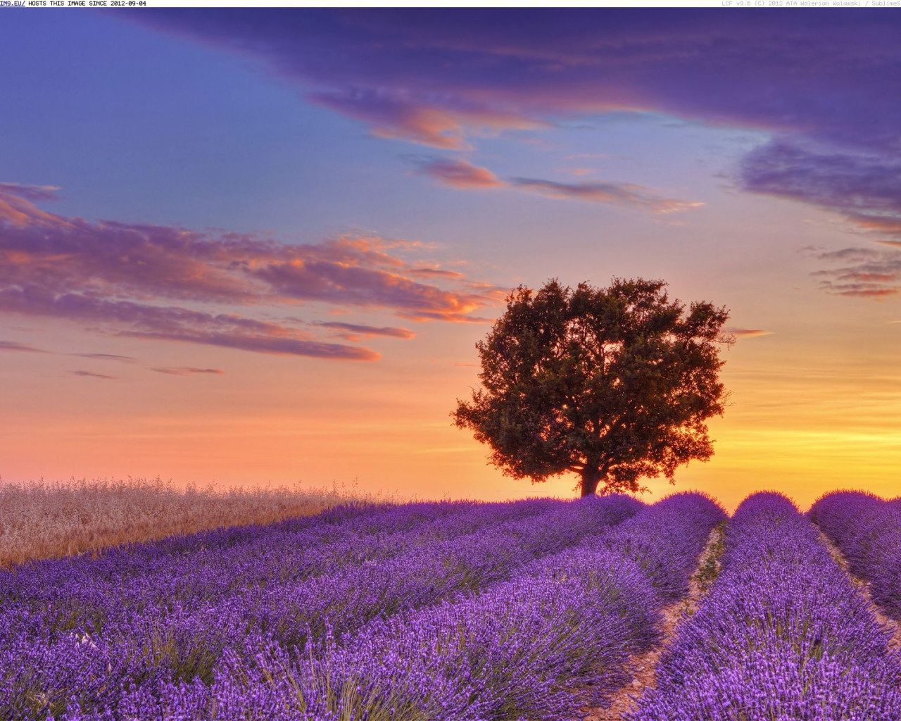 Дерево на фоне заката в Провансе, Франция