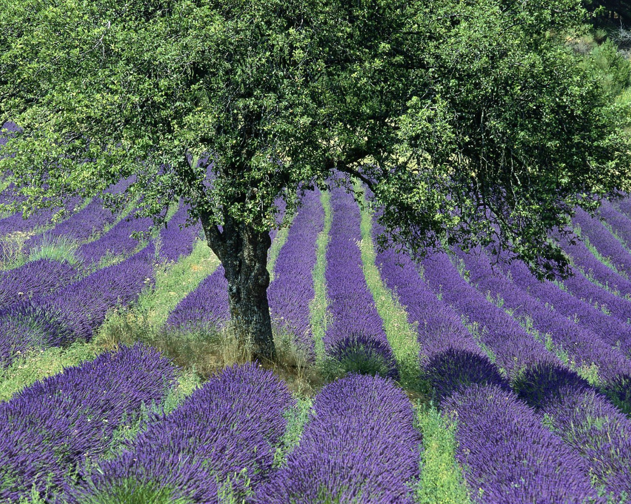 Дерево в поле в Провансе, Франция