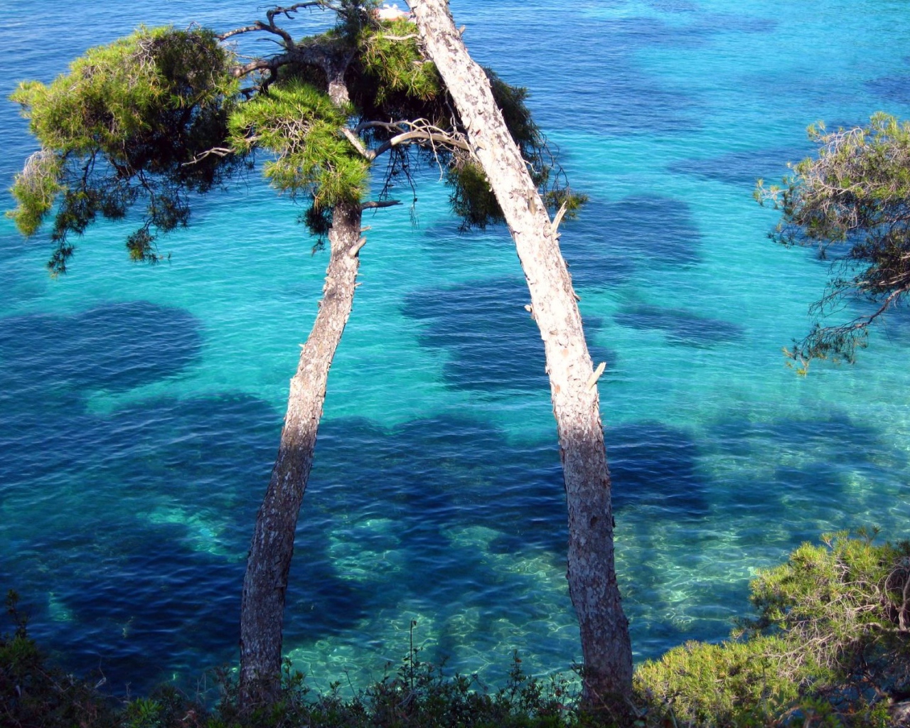 Дерево у воды на курорте Сен-Жан-Кап-Ферра, Франция