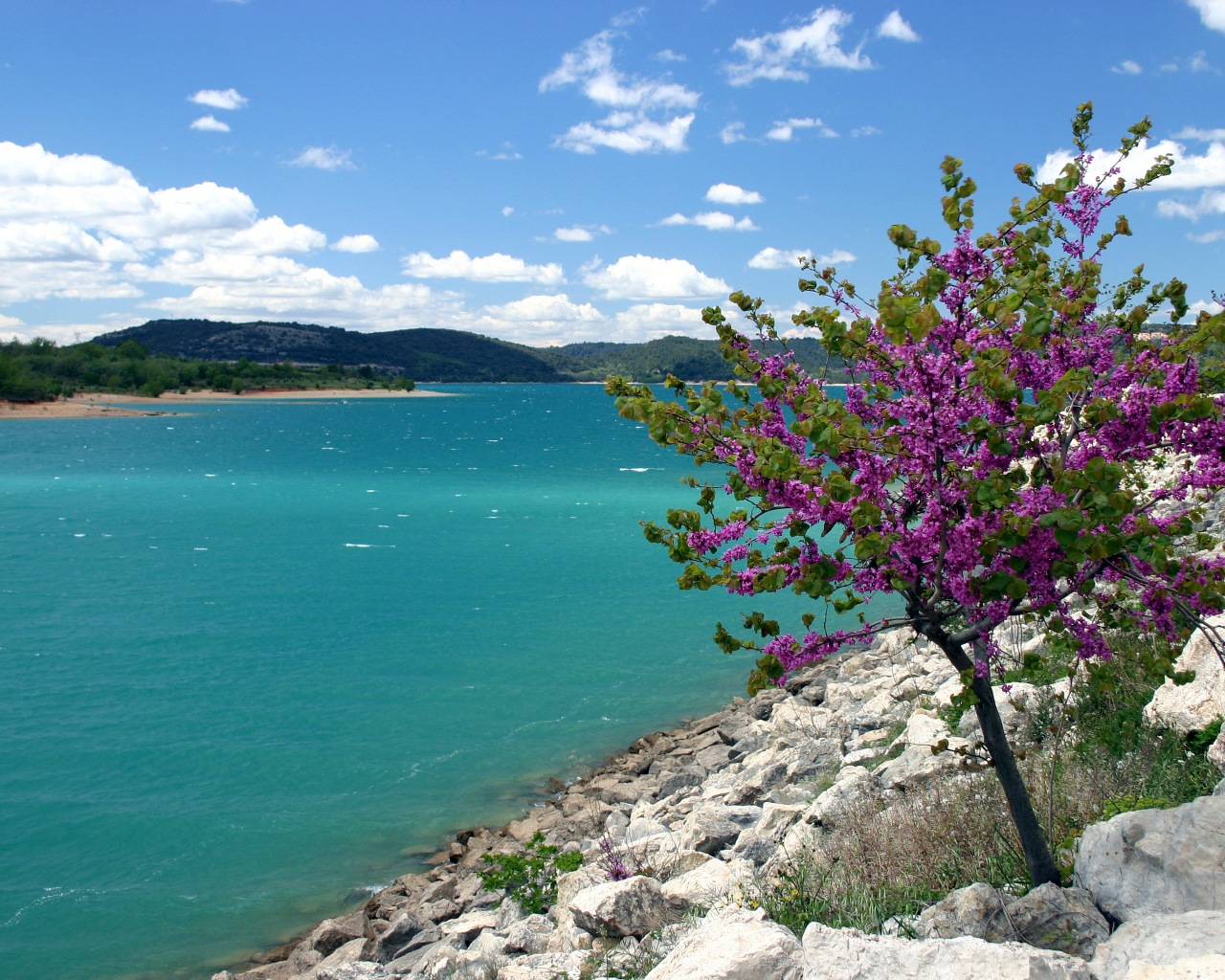 Дерево на берегу в Провансе, Франция