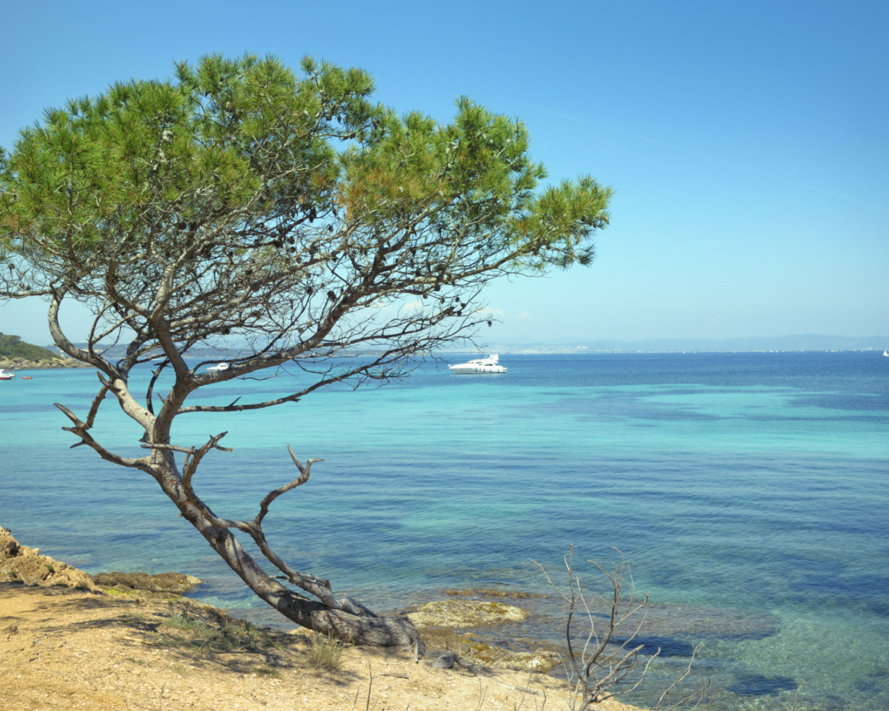 Дерево на пляже на Лазурном берегу, Франция