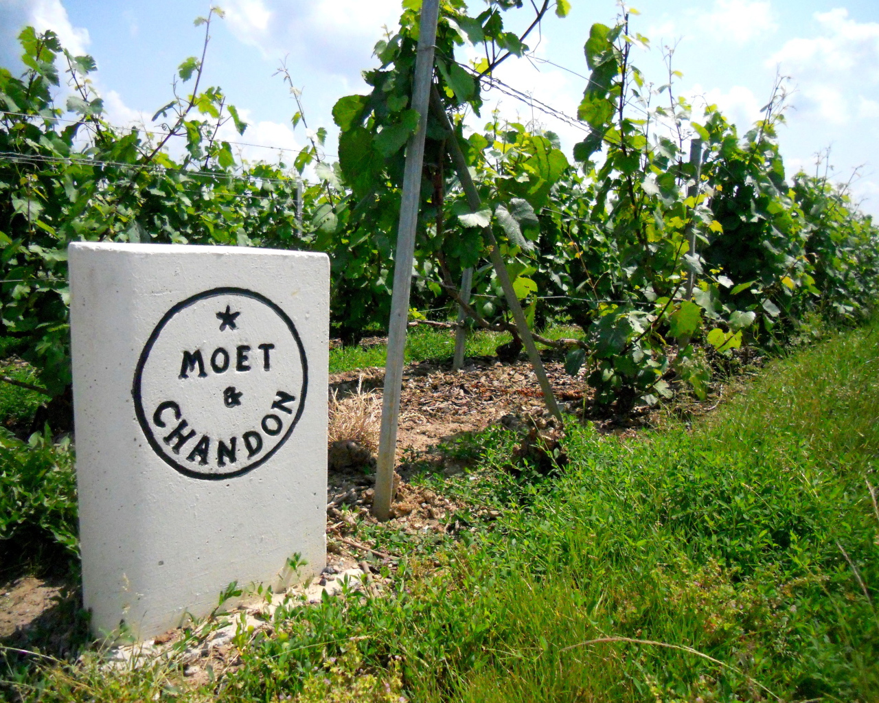 Сорт винограда на камне в провинции Шампань, Франция