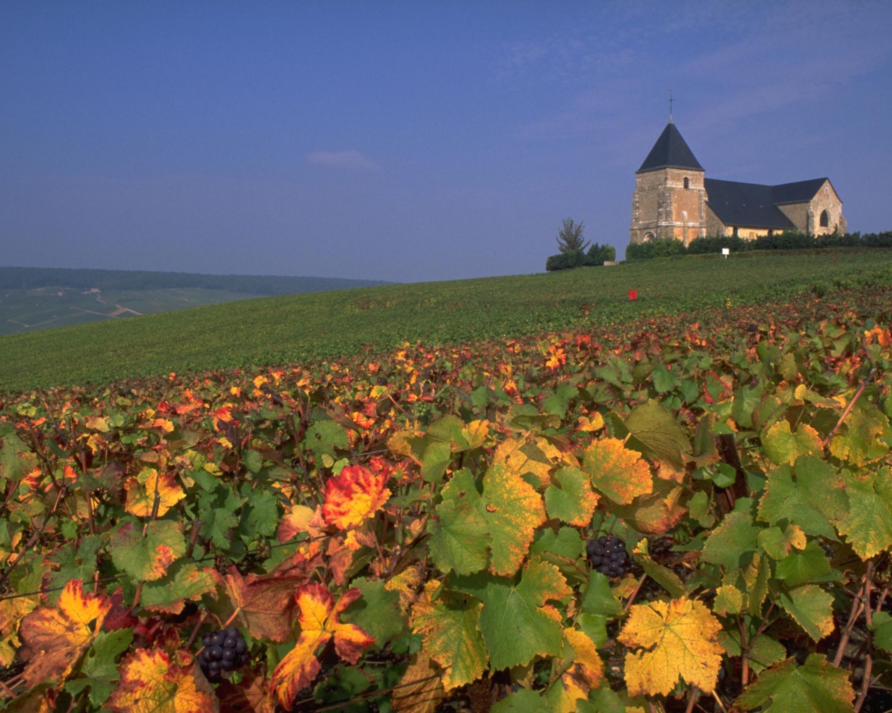 Виноградник в провинции Шампань, Франция