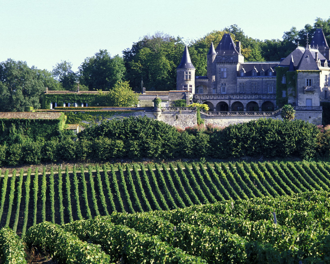 Виноградники в Бордо, Франция