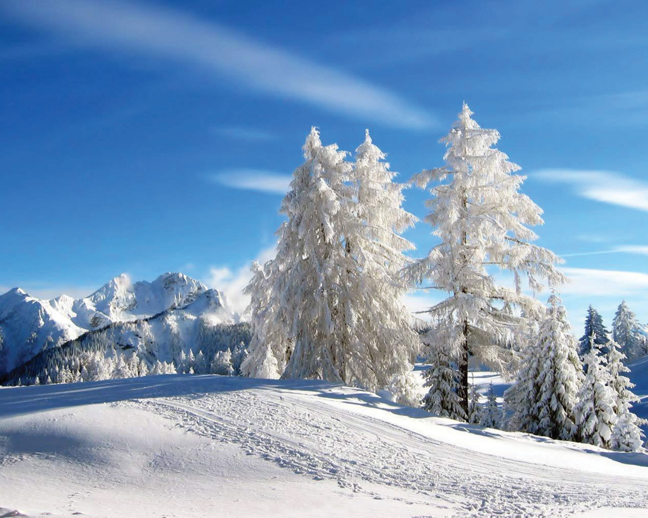 Белые ели на горнолыжном курорте Лез Арк, Франция