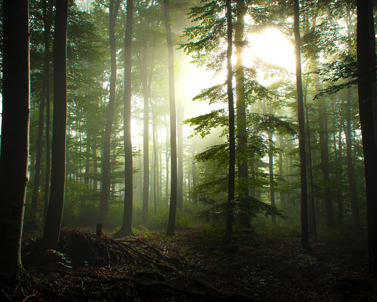 Туман в лесу рядом с городом Вальденбух, Германия