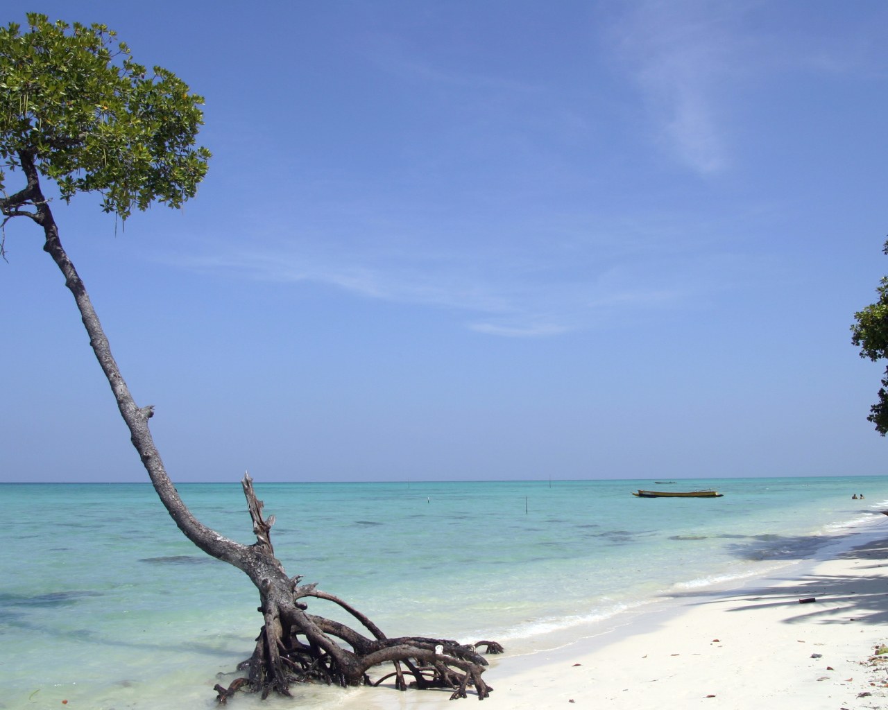 Красивое дерево на Андаманских островах