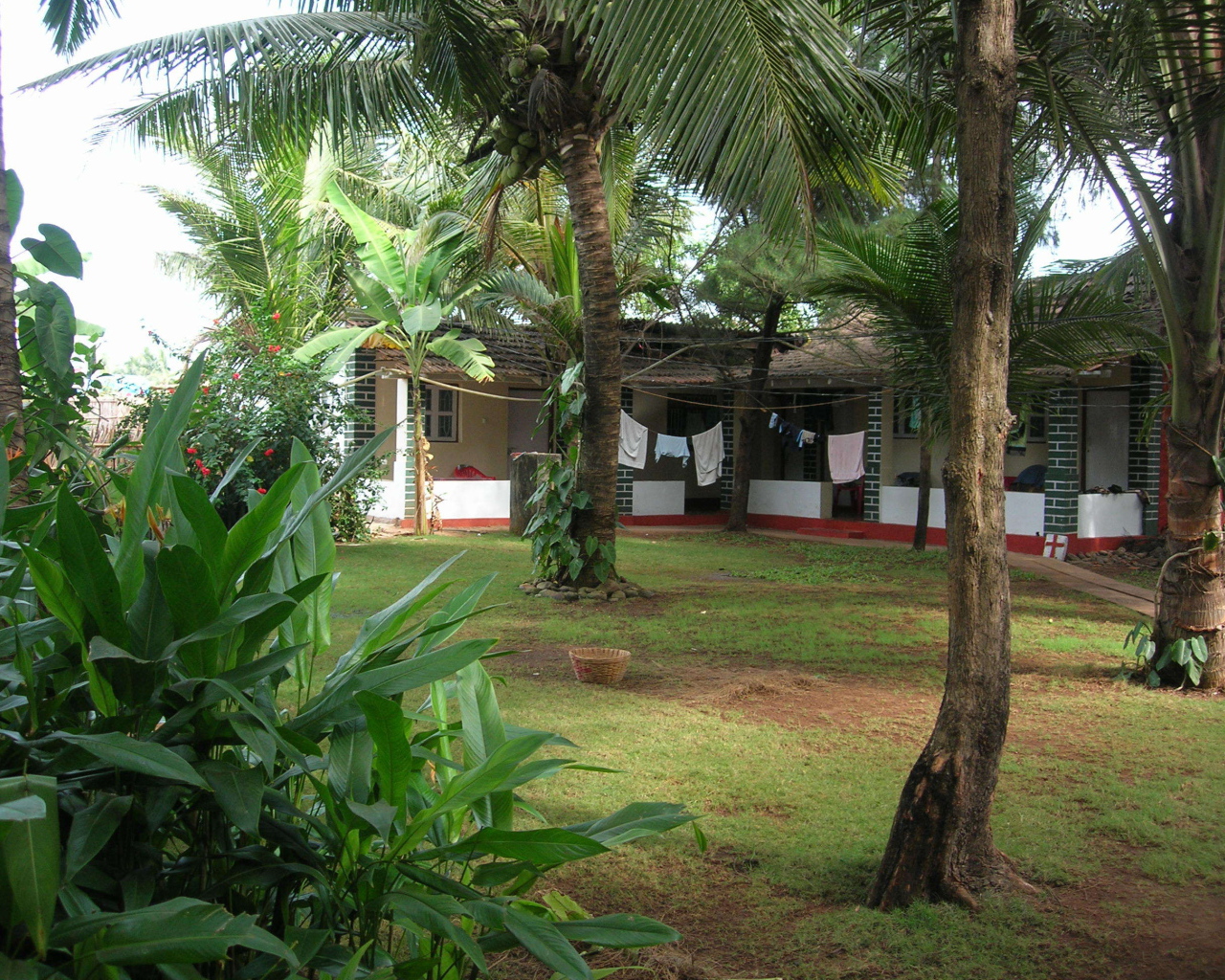 Красивые деревья в Бенаулиме