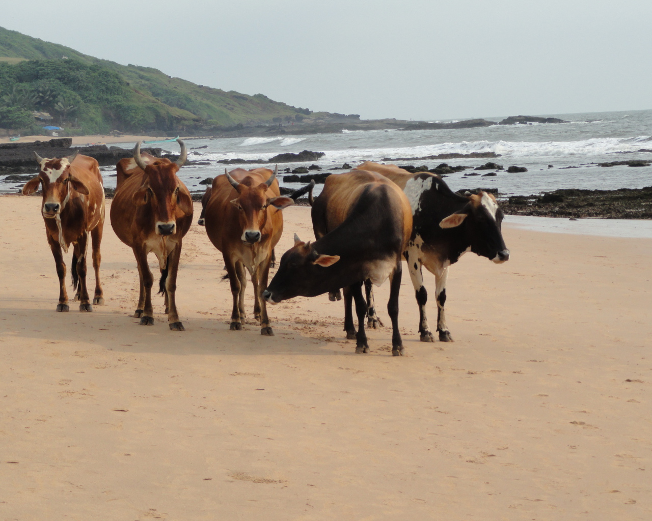 Коровы на пляже в Анджуне