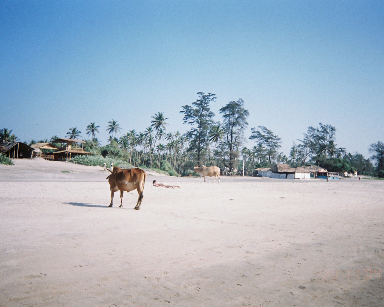 Коровы на пляжах Арамболь