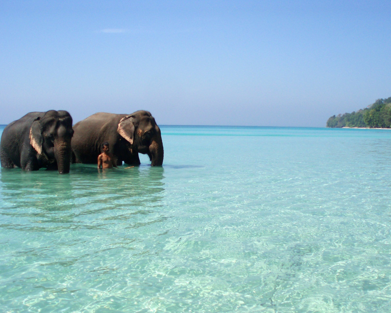 Слоны на Андаманских островах