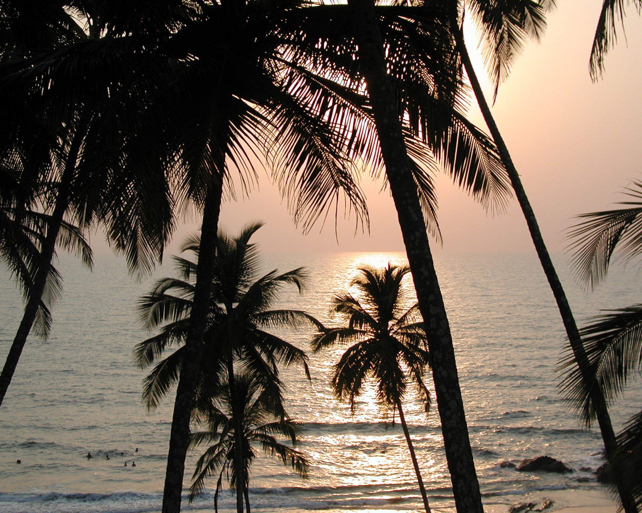 Пальмы на пляже в Вагаторе