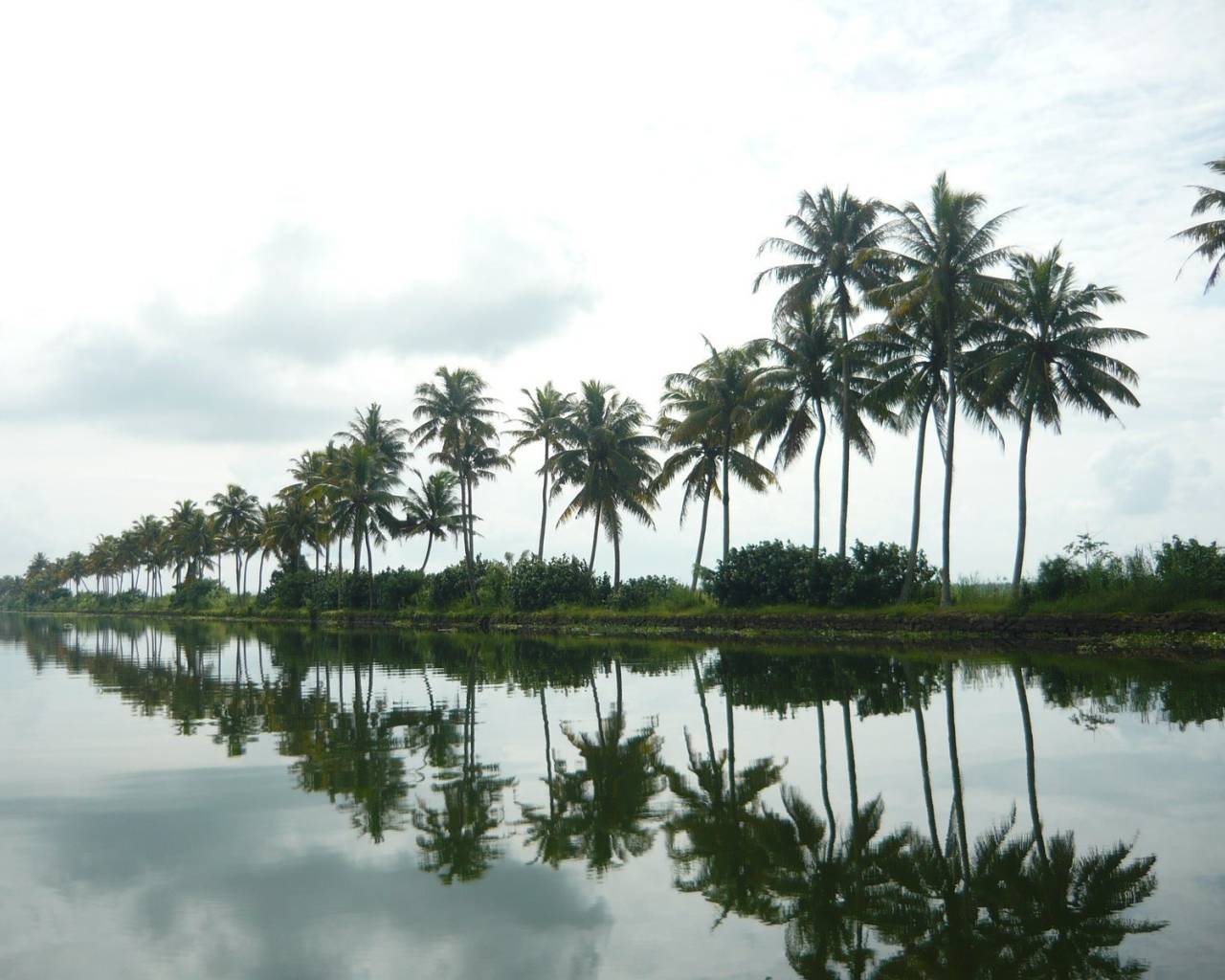 Пальмы в Алапуже