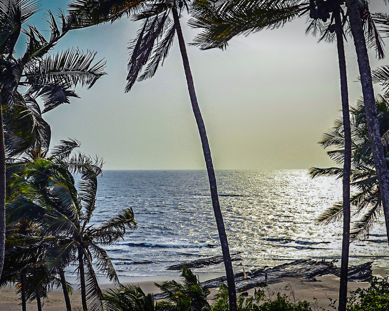 Пальмы на пляжах в Гоа