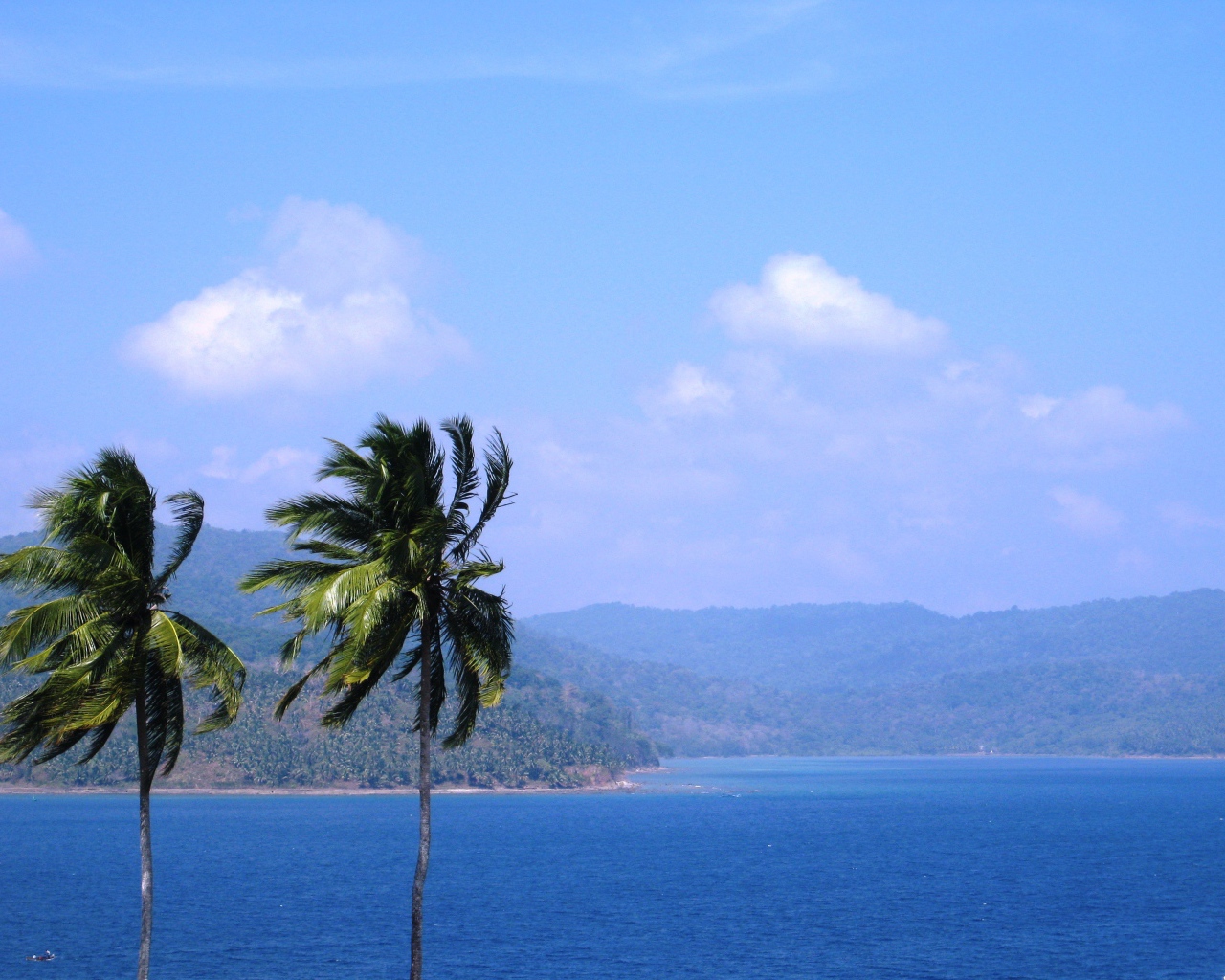 Высокие пальмы на Андаманских островах