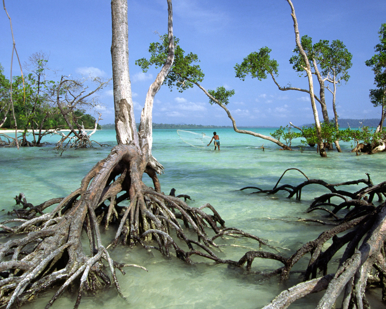 Unusual trees on the Andaman Islands