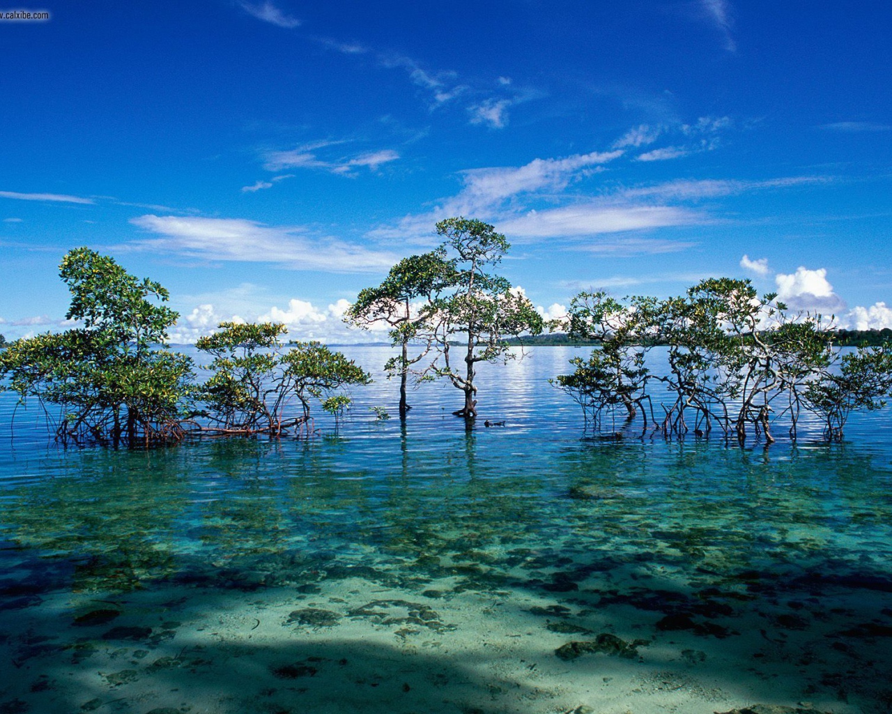 Чудесная природа на Андаманских островах