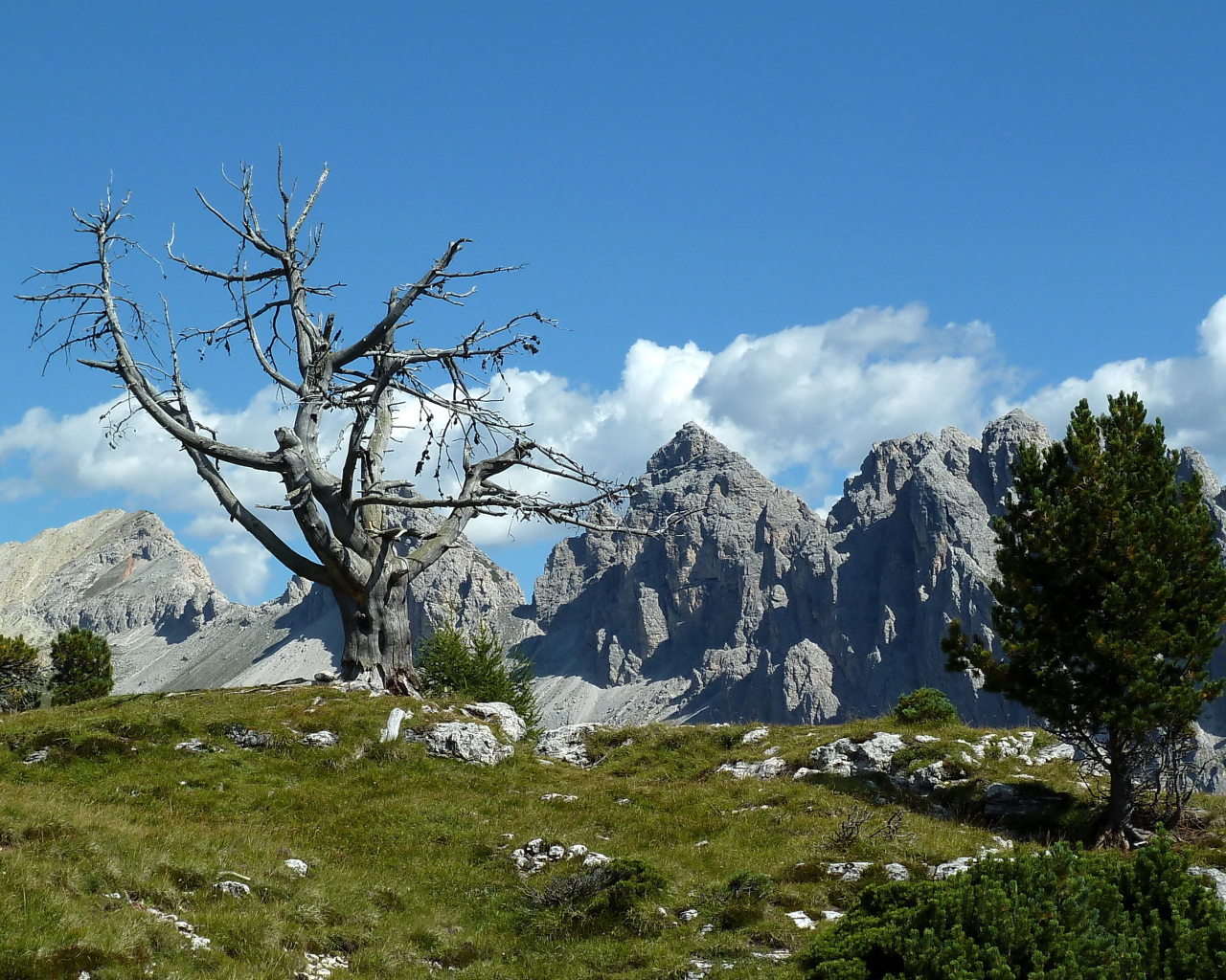 Сухое дерево на горнолыжном курорте Сельва, Италия