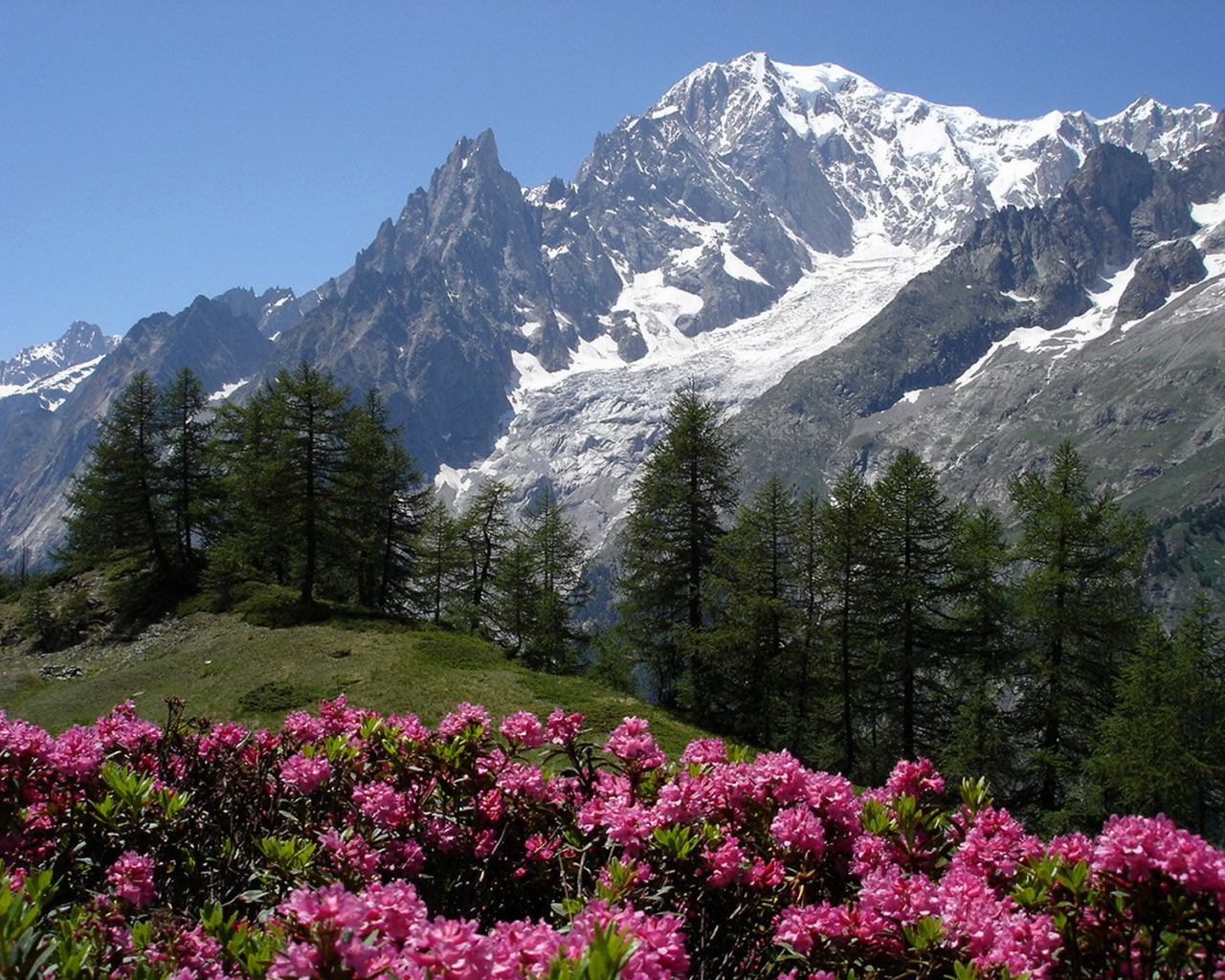 Цветы в горах на горнолыжном курорте Курмайор, Италия