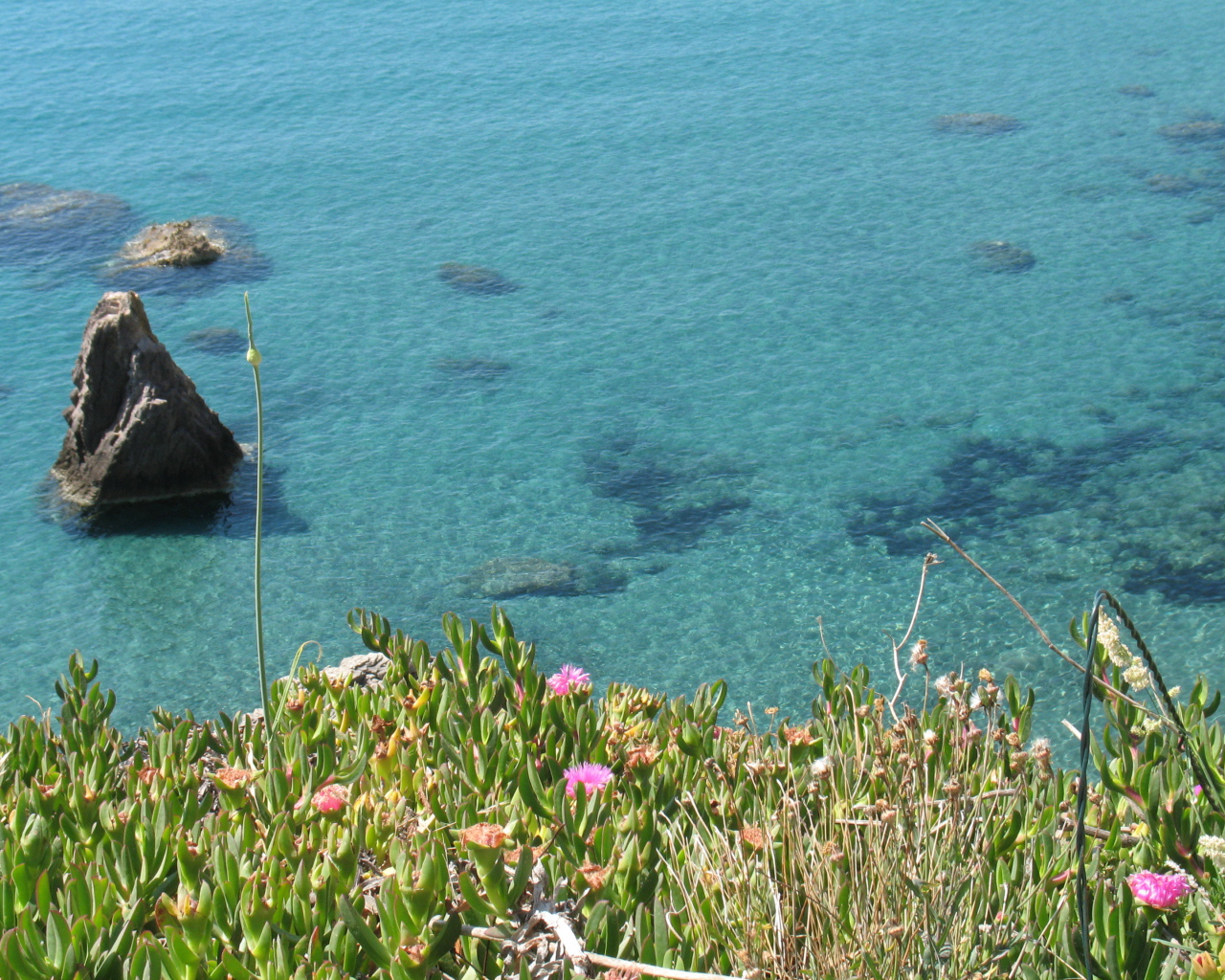 Цветы на фоне моря на острове Понца, Италия