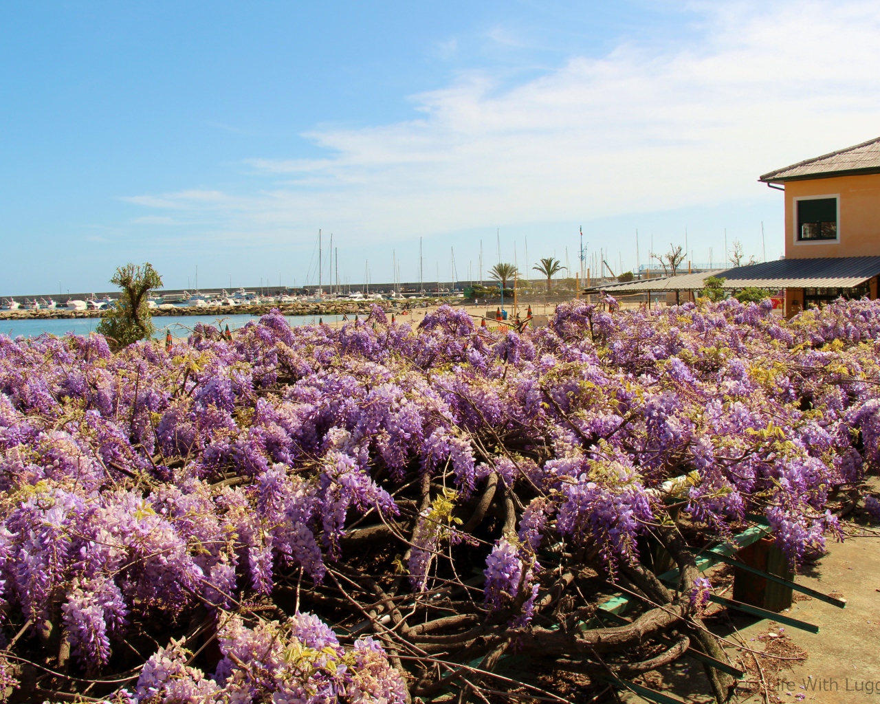 Цветы на пляже в Сан Ремо, Италия