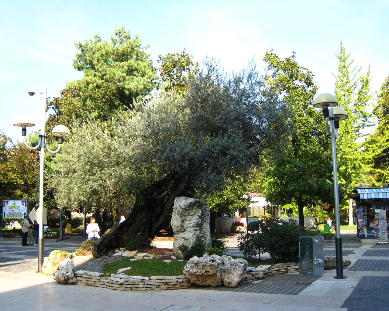 Маслина на улице на курорте Абано Терме, Италия