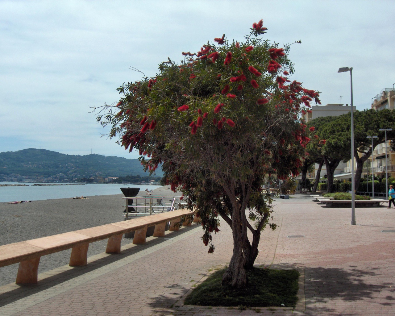 Дерево на пляже на курорте Сан Бартоломео Аль Маре, Италия