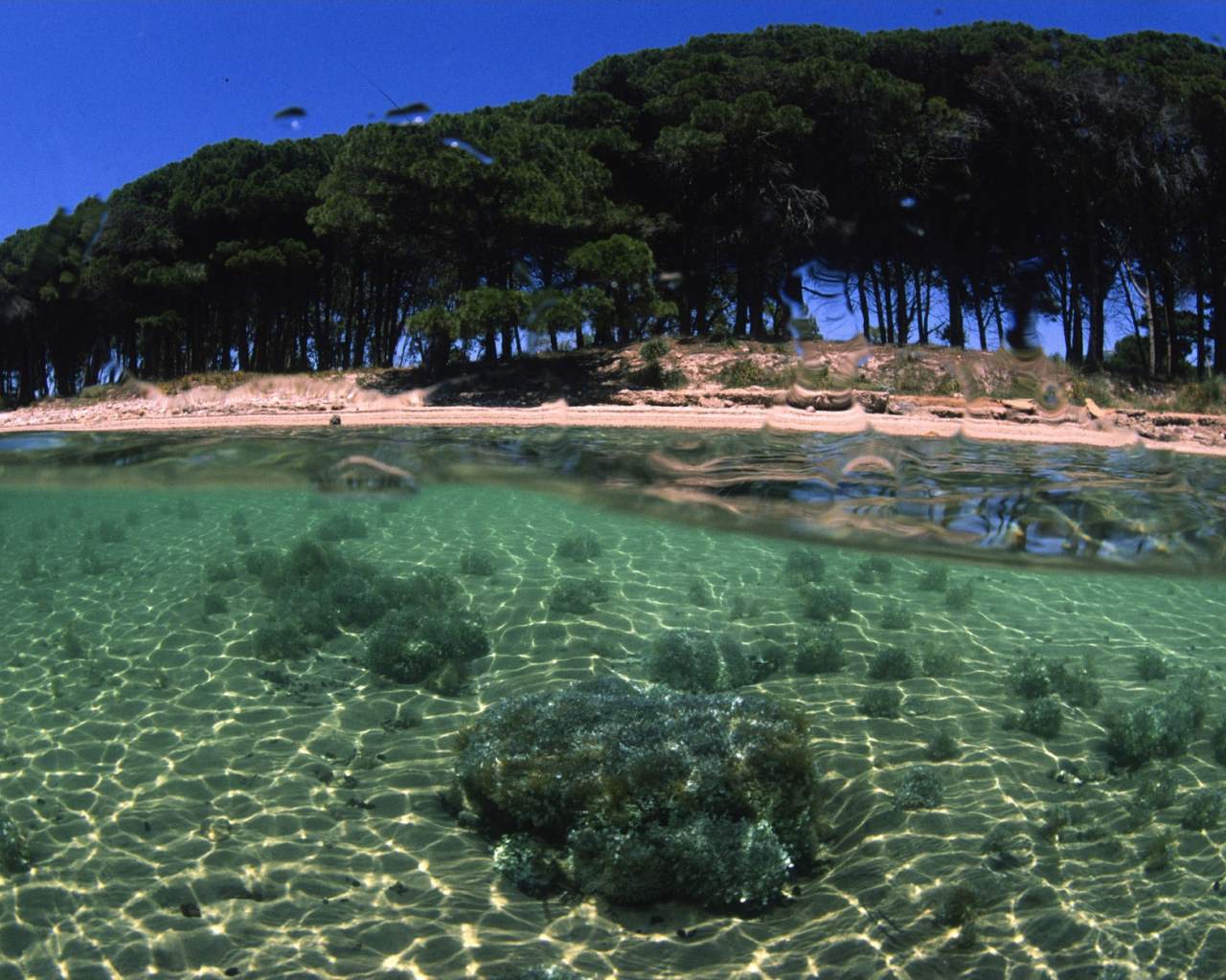 Деревья на берегу на острове Сардиния, Италия